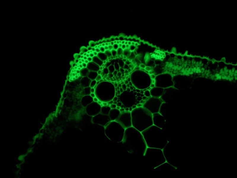 Zeiss Axio Vert.A1 LED Fluorescence Inverted Microscope (New Filters) Pred Axiovert 5/7